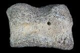 Ceratopsian Dinosaur Toe Bone - Alberta (Disposition #-) #92767-2